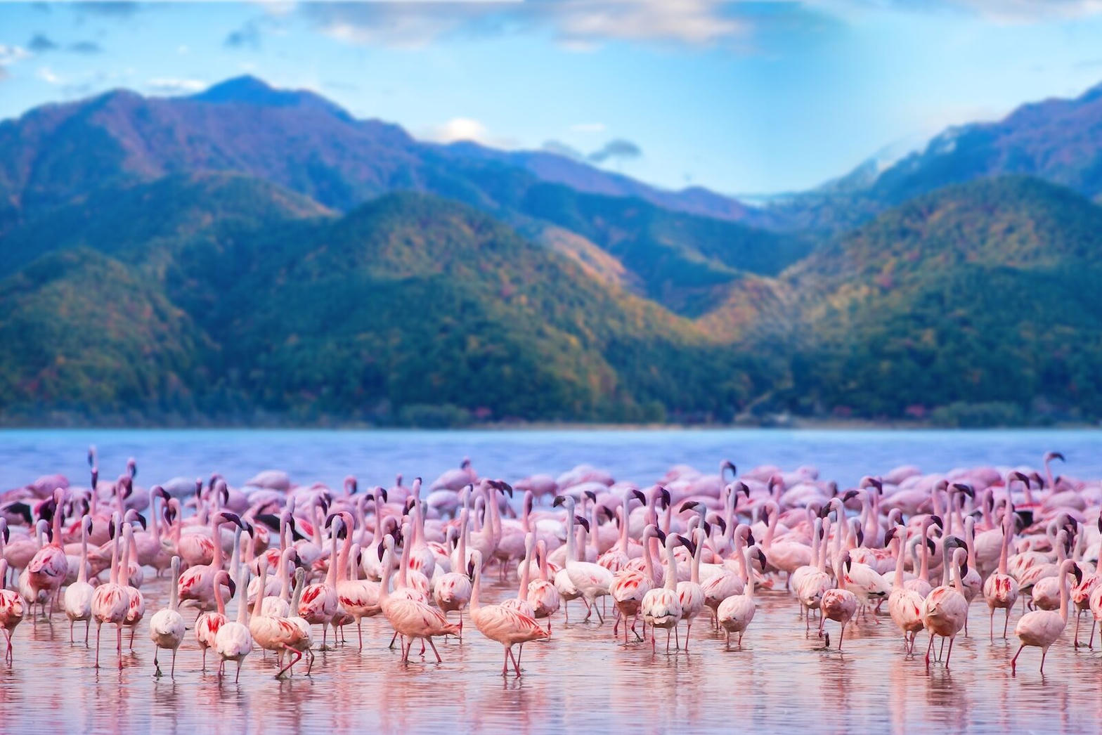 Lake Nakuru