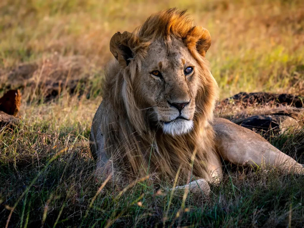 3-Day Maasai Mara Safari