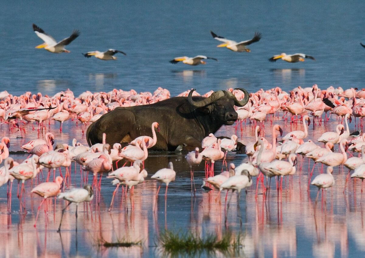 Lake Nakuru shore