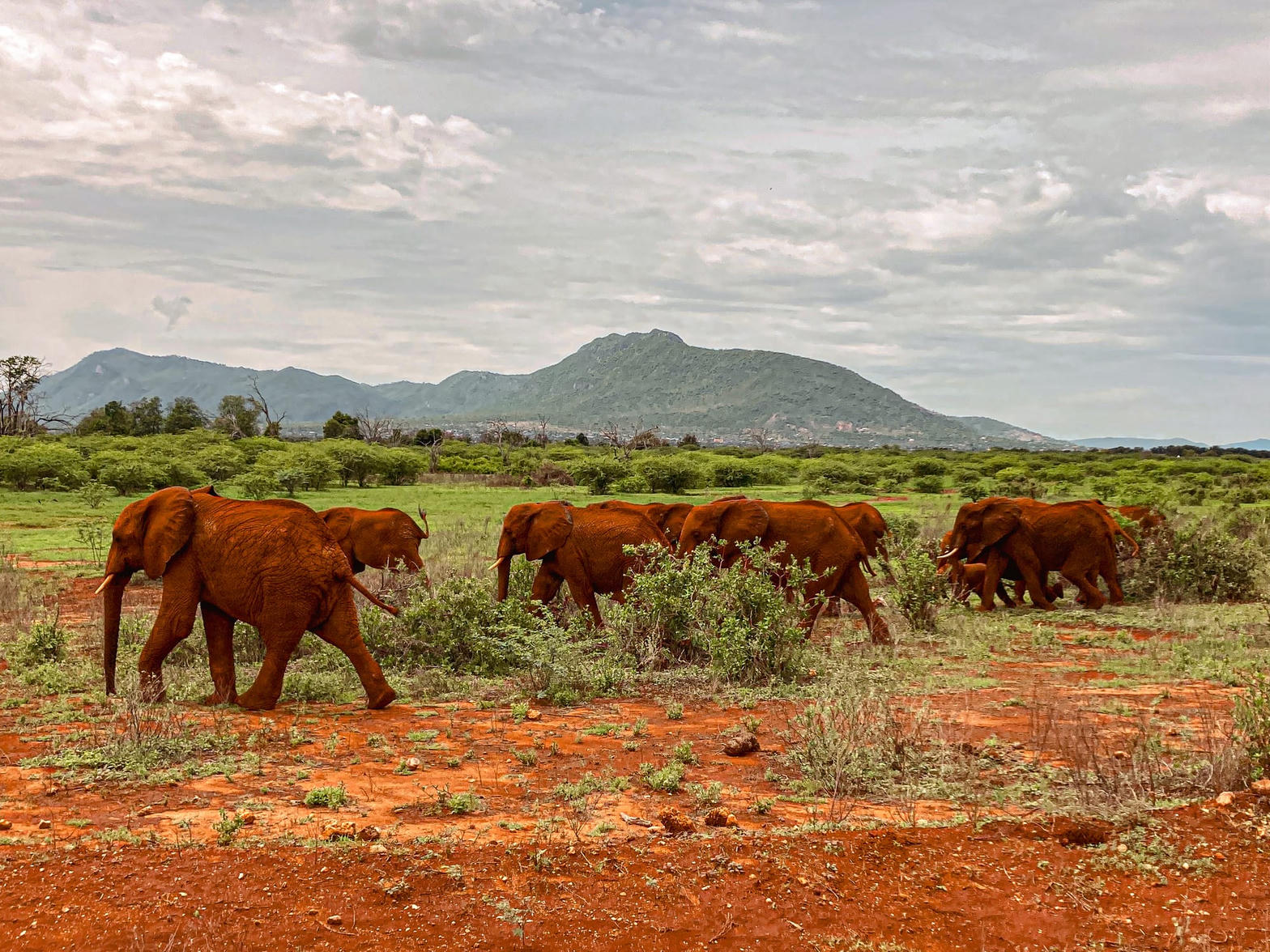 5-Day Tsavo West & Amboseli